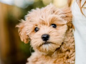 How Can I Tell If My Havapoo Is Overweight?