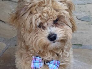 How Much Exercise Do Havapoos Need?