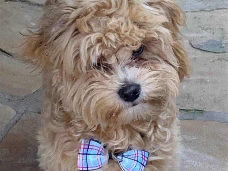 how much exercise do havapoos need