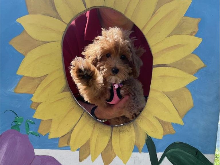 how often should I bathe my havapoo