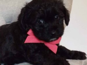 How Do You Care for a Havapoo’s Coat?