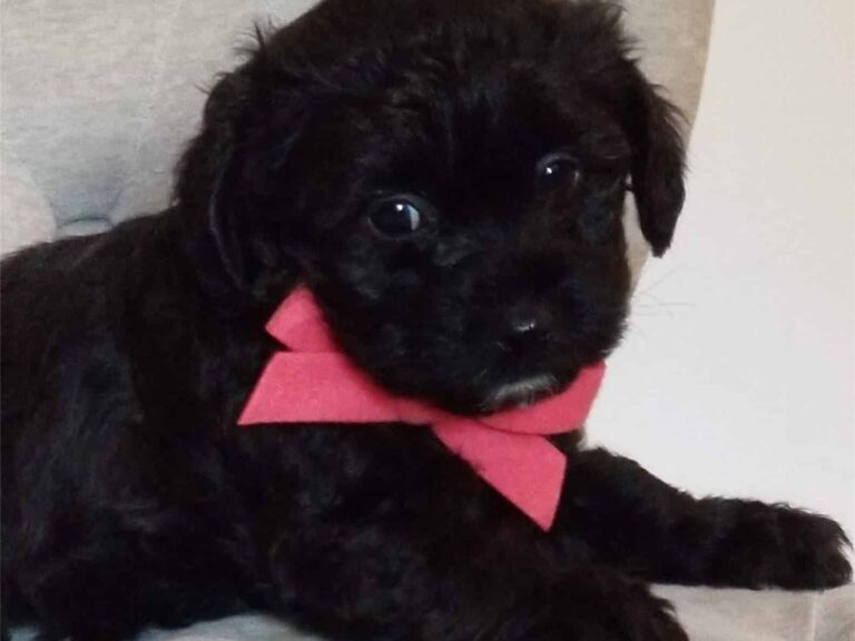 how to care for a havapoos coat