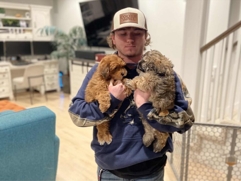 puppy delivery services (10)