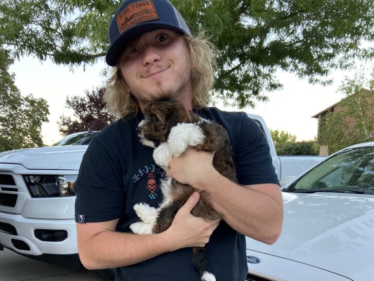 puppy delivery services (3)