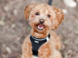 What is the Best Way to Manage a Havapoo’s Energy Levels?