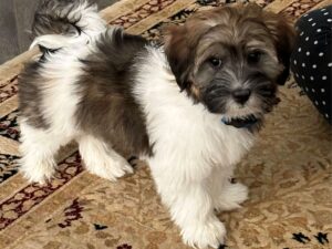 What Signs Indicate My Havapoo May Be Sick?