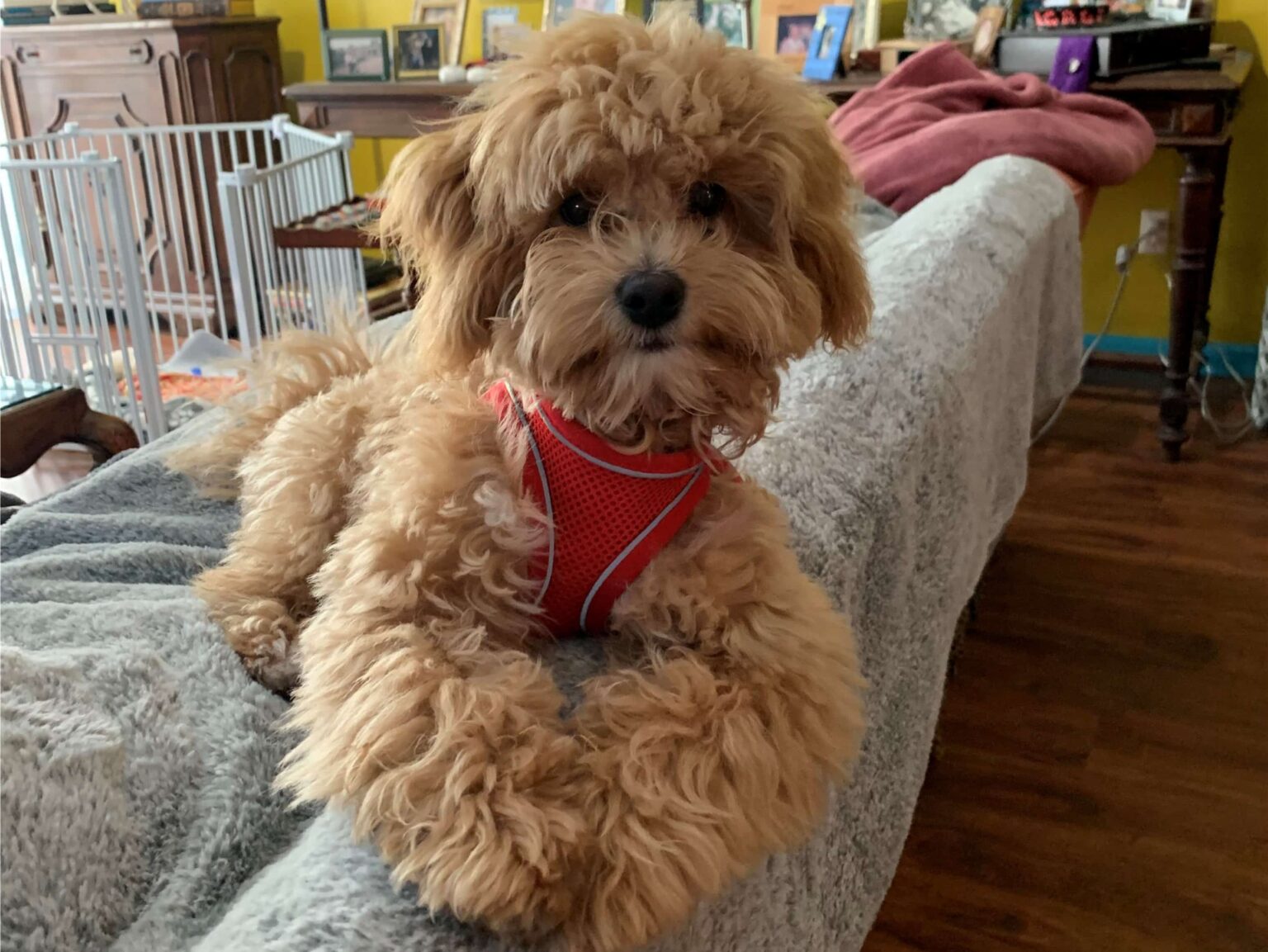 what type of diet is best for a havapoo