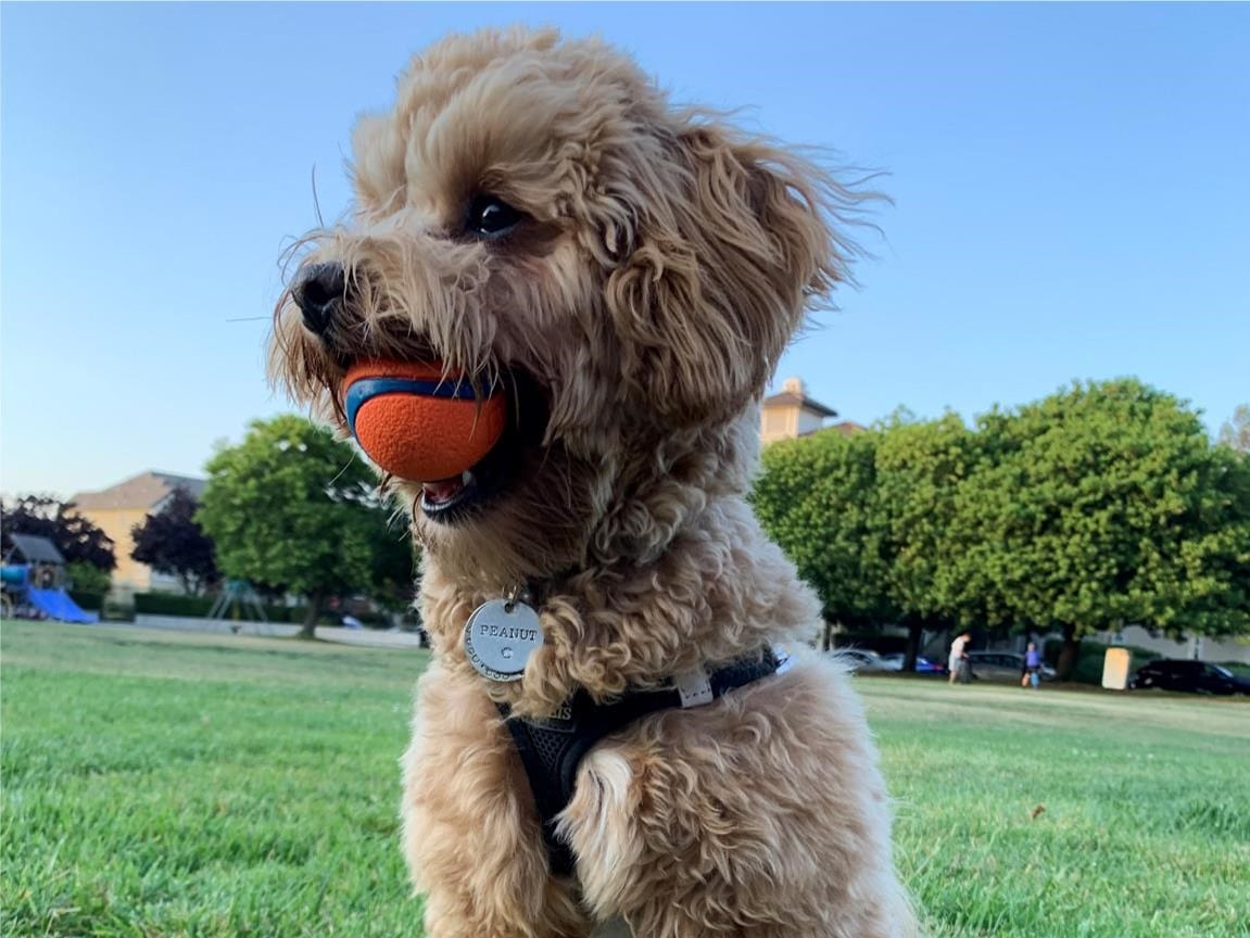 what vaccinations do havapoos need