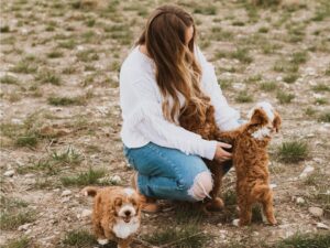 Are Cavapoos Suitable for First-Time Dog Owners?