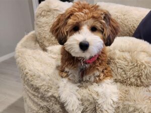 Are Havapoos Kid-Friendly? The Perfect Family Companion