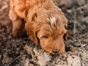 What Are Cavapoos Known For?