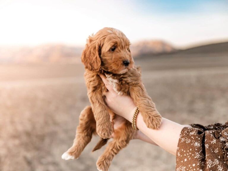Are Cavapoos Good Family Pets?