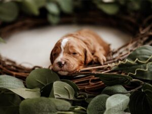 Are Cavapoos Hypoallergenic?