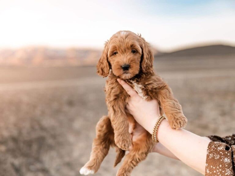 What Is the Lifespan of a Cavapoo?