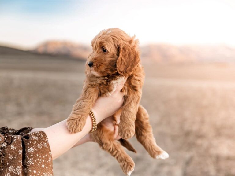 How Big Do Cavapoos Get?