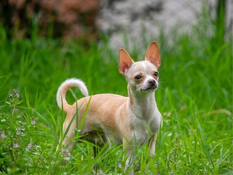 Chihuahua Dog, Chihuahua Dog For Sale, Chihuahua Dog For Sale Near Me, Chihuahua temperament, Chihuahua size, Chihuahua grooming, Chihuahua exercise needs, Chihuahua health issues, Chihuahua training tips, Chihuahua lifespan, Chihuahua personality traits, Chihuahua good with children, Chihuahua as a family pet