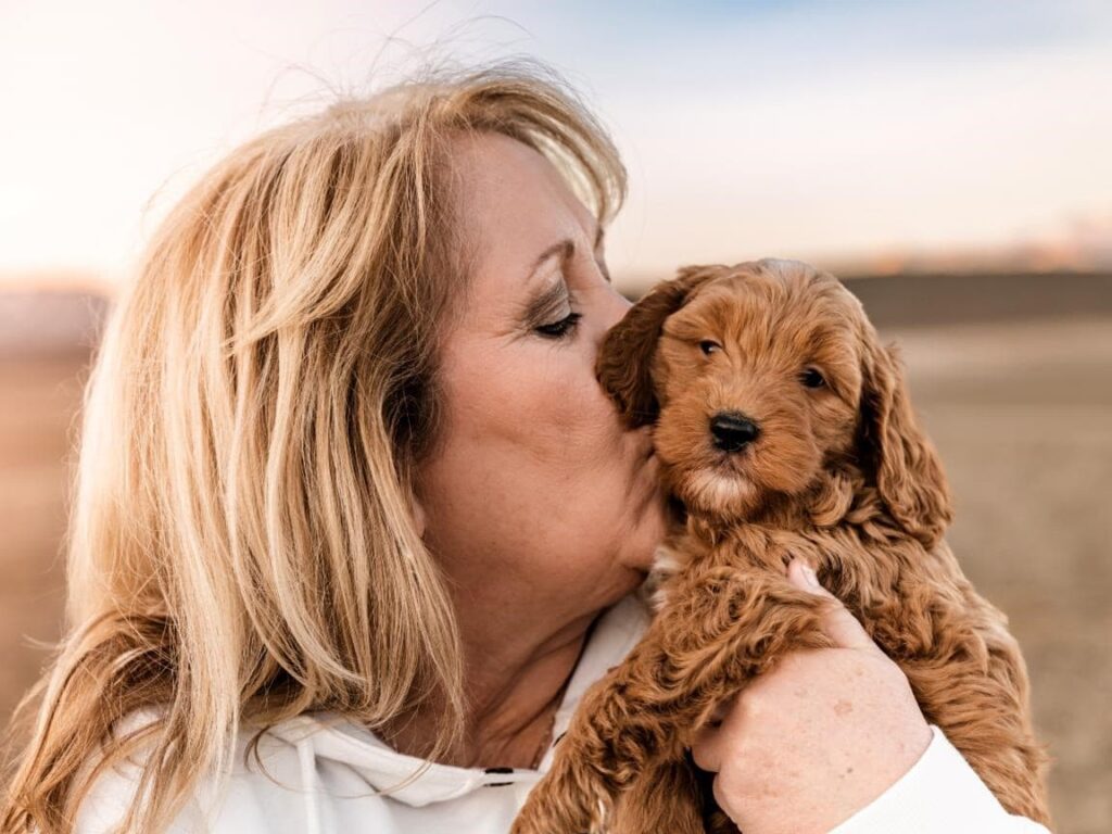 cavapoo barking habits, quiet cavapoo training, cavapoo temperament