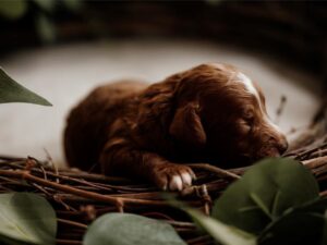 Do Cavapoos Adapt Well to Different Climates?