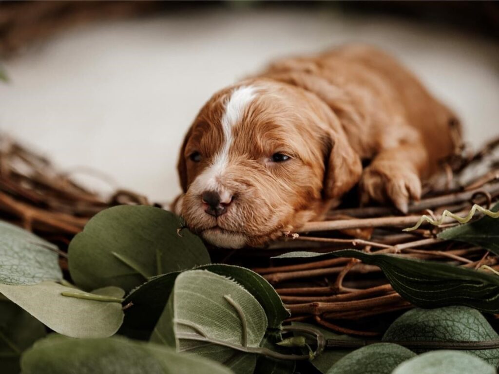 Do Cavapoos Require a Lot of Grooming?