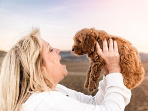 How Do I Train a Cavapoo Puppy?