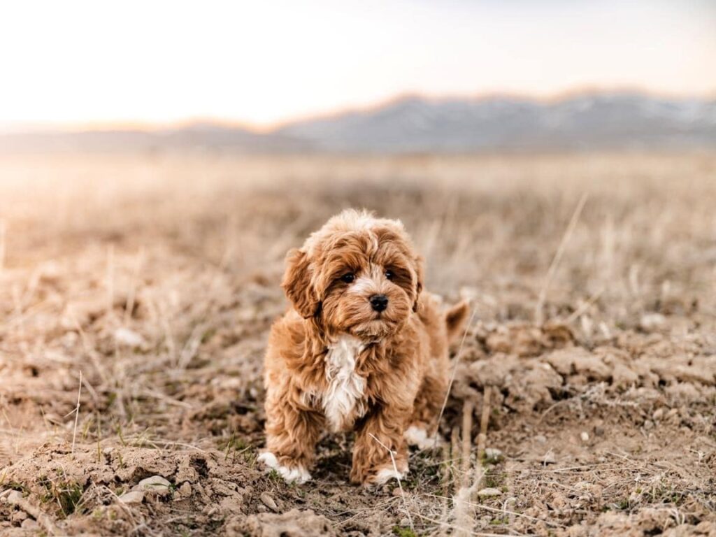 How do i socialize my cavapoo puppy, cavapoo puppy socializing, playing cavapoo puppy, cavapoo meeting people, cavapoo with dogs, training cavapoo puppy, cavapoo at park