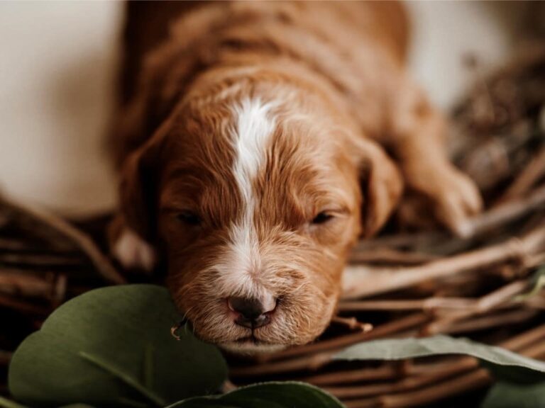 How Much Exercise Does a Cavapoo Need?