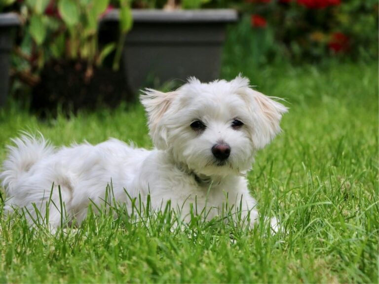 Maltese temperament, Maltese size, Maltese grooming, Maltese exercise needs, Maltese health issues, Maltese training tips, Maltese lifespan, Maltese personality traits, Maltese good with children, Maltese as a family pet