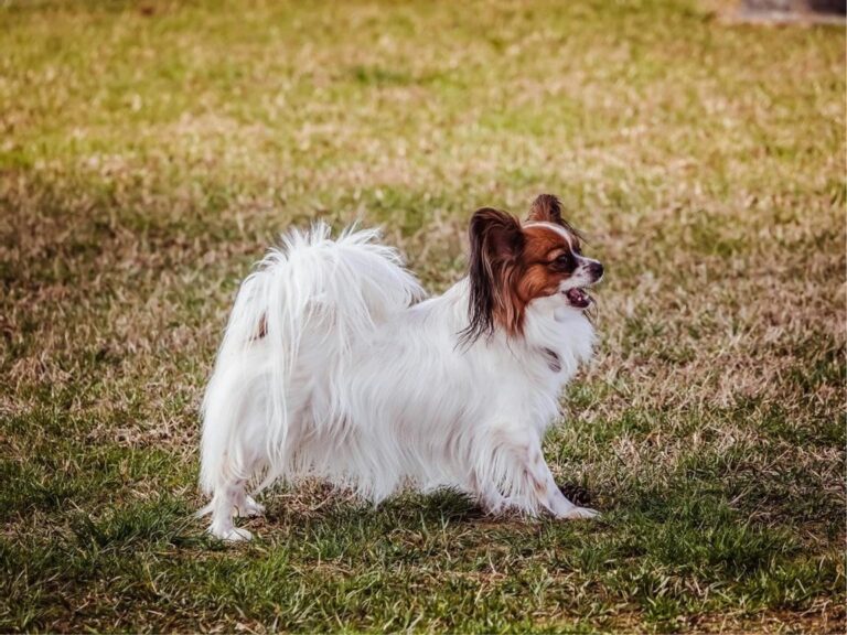 Papillon Dog, Papillon Dog for Sale Near Me, Papillon Puppy, Papillon Puppies for Sale, Papillon puppies for sale near me, Papillon temperament, Papillon size, Papillon grooming, Papillon exercise needs, Papillon health issues, Papillon training tips, Papillon lifespan, Papillon personality traits, Papillon good with children, Papillon as a family pet