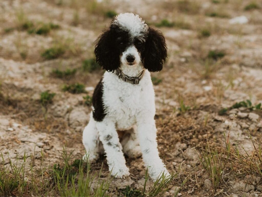 PeaFae, Black and White Parti Poodle, Mini Poodle, Utah Poodle Stud