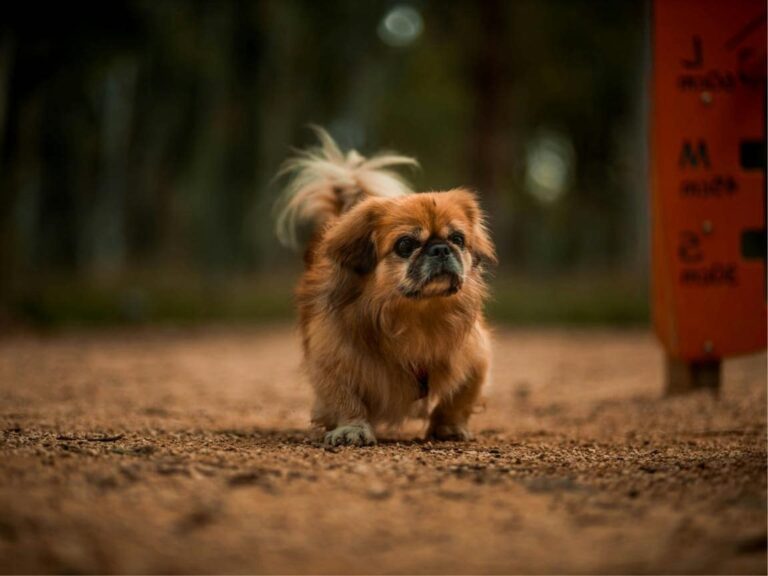 Pekingese Puppies for Sale, Pekingese puppies for sale near me, Pekingese Dogs, Small Dogs, Pekingese temperament, Pekingese size, Pekingese grooming, Pekingese exercise needs, Pekingese health issues, Pekingese training tips, Pekingese lifespan, Pekingese personality traits, Pekingese good with children, Pekingese as a family pet