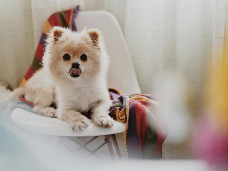 Pomeranian Dog, Pomeranian Dog for Sale Near Me, Pomeranian temperament, Pomeranian size, Pomeranian grooming, Pomeranian exercise needs, Pomeranian health issues, Pomeranian training tips, Pomeranian lifespan, Pomeranian personality traits, Pomeranian good with children, Pomeranian as a family pet