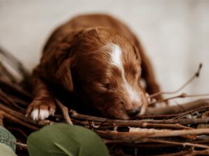 How Do I Prevent Cavapoo Health Issues?