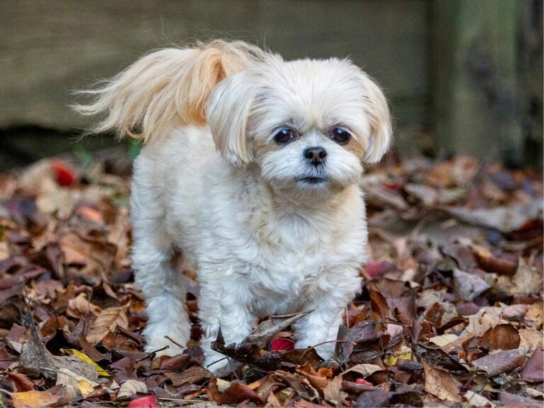 Shihpoo temperament, Shihpoo size, Shihpoo grooming, Shihpoo exercise needs, Shihpoo health issues, Shihpoo training tips, Shihpoo lifespan, Shihpoo personality traits, Shihpoo good with children, Shihpoo as a family pet