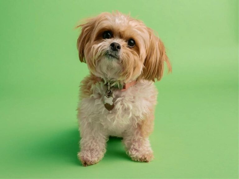 Shih Tzu temperament, Shih Tzu size, Shih Tzu grooming, Shih Tzu exercise needs, Shih Tzu health issues, Shih Tzu training tips, Shih Tzu lifespan, Shih Tzu personality traits, Shih Tzu good with children, Shih Tzu as a family pet