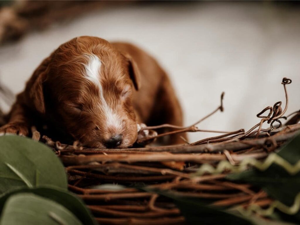 What Are the Best Toys for Cavapoos?