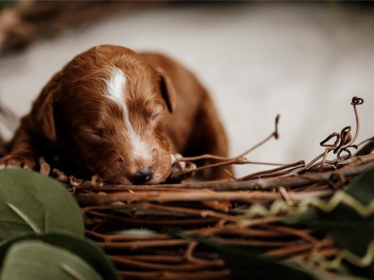 What Are the Best Toys for Cavapoos?