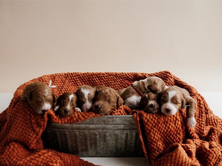 What Colors Do Cavapoos Come In?