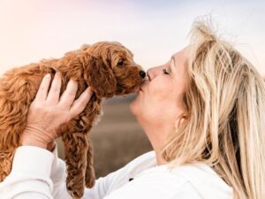 What Diet Is Best for Cavapoos?