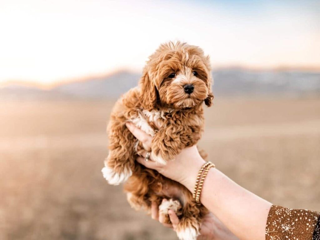happy cavapoo with family, playful cavapoo with children, cavapoo snuggling on couch, calm cavapoo in yard, friendly cavapoo meeting new pets, cavapoo enjoying outdoors