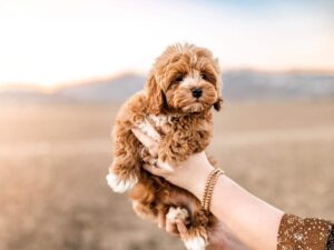 What Is the Temperament of a Cavapoo?