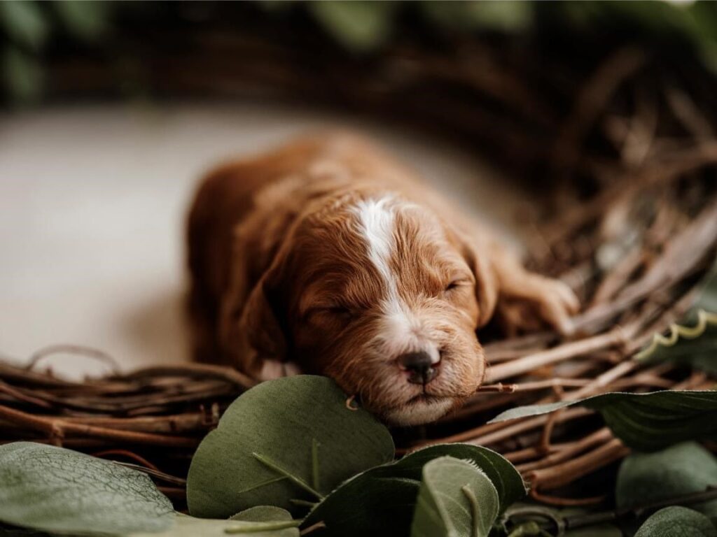 What Makes Cavapoos So Popular?