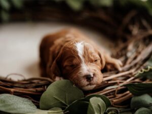 What Makes Cavapoos So Popular?