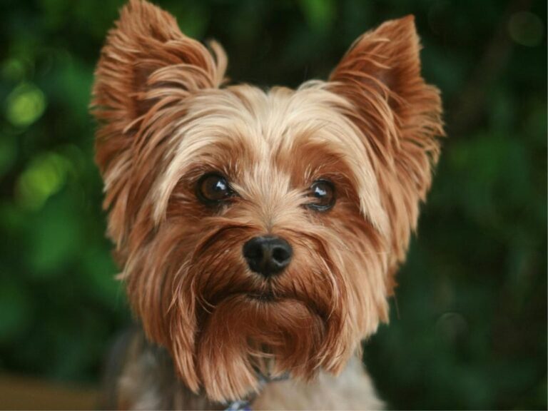 Yorkshire Terrier Dog, Yorkie Dog for Sale Near Me, Yorkie Puppies for Sale, Yorkie puppies for sale near me, Yorkshire Terrier Puppies for Sale Near me, Yorkshire Terrier temperament, Yorkshire Terrier size, Yorkshire Terrier grooming, Yorkshire Terrier exercise needs, Yorkshire Terrier health issues, Yorkshire Terrier training tips, Yorkshire Terrier lifespan, Yorkshire Terrier personality traits, Yorkshire Terrier good with children, Yorkshire Terrier as a family pet