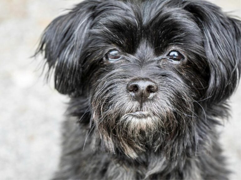 Affenpinscher temperament, Affenpinscher size, Affenpinscher grooming, Affenpinscher exercise needs, Affenpinscher health issues, Affenpinscher training tips, Affenpinscher lifespan, Affenpinscher personality traits, Affenpinscher good with children, Affenpinscher as a family pet