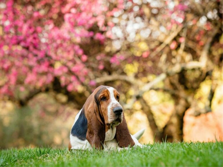 Basset Hound temperament, Basset Hound size, Basset Hound grooming, Basset Hound exercise needs, Basset Hound health issues, Basset Hound training tips, Basset Hound lifespan, Basset Hound personality traits, Basset Hound good with children, Basset Hound as a family pet