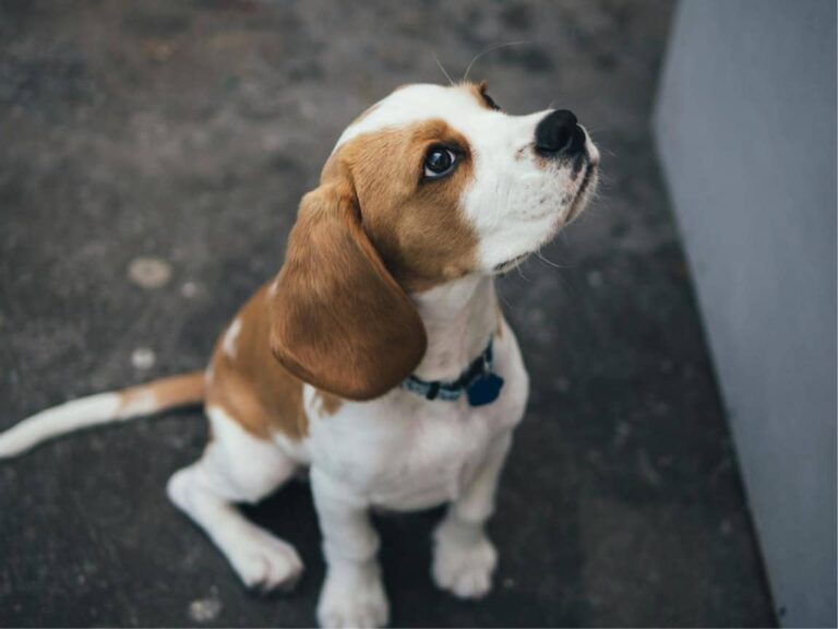 Beagle temperament, Beagle size, Beagle grooming, Beagle exercise needs, Beagle health issues, Beagle training tips, Beagle lifespan, Beagle personality traits, Beagle good with children, Beagle as a family pet
