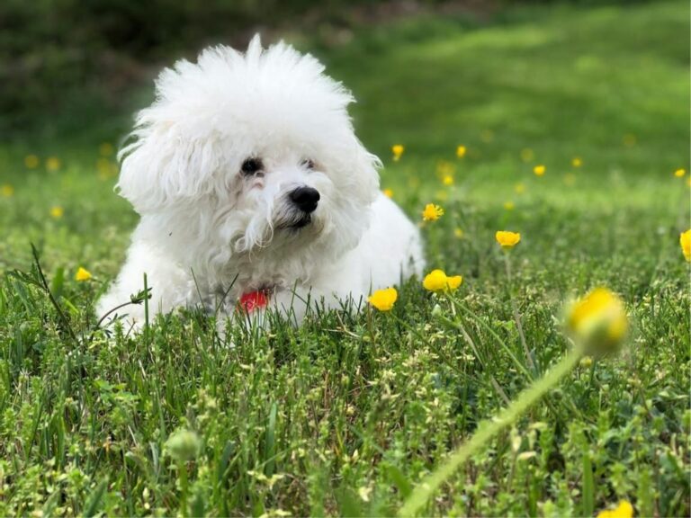 Bichon Frise temperament, Bichon Frise size, Bichon Frise grooming, Bichon Frise exercise needs, Bichon Frise health issues, Bichon Frise training tips, Bichon Frise lifespan, Bichon Frise personality traits, Bichon Frise good with children, Bichon Frise as a family pet