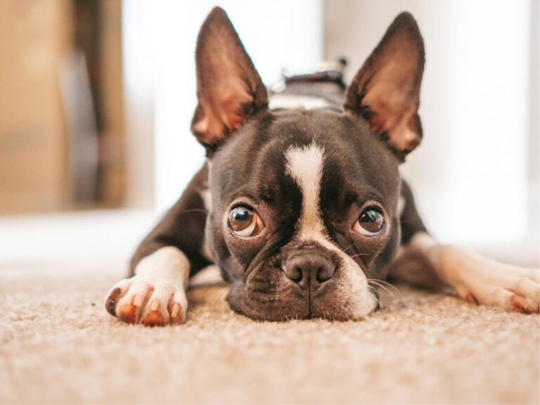 Boston Terrier temperament, Boston Terrier size, Boston Terrier grooming, Boston Terrier exercise needs, Boston Terrier health issues, Boston Terrier training tips, Boston Terrier lifespan, Boston Terrier personality traits, Boston Terrier good with children, Boston Terrier as a family pet