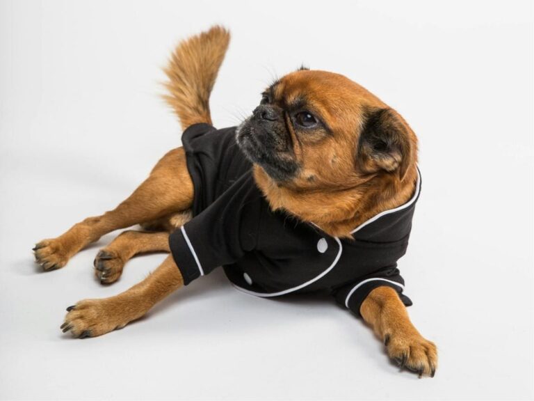 Brussels Griffon temperament, Brussels Griffon size, Brussels Griffon grooming, Brussels Griffon exercise needs, Brussels Griffon health issues, Brussels Griffon training tips, Brussels Griffon lifespan, Brussels Griffon personality traits, Brussels Griffon good with children, Brussels Griffon as a family pet