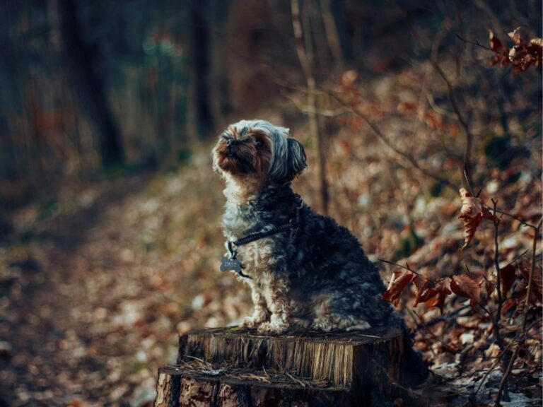 Cairn Terrier temperament, Cairn Terrier size, Cairn Terrier grooming, Cairn Terrier exercise needs, Cairn Terrier health issues, Cairn Terrier training tips, Cairn Terrier lifespan, Cairn Terrier personality traits, Cairn Terrier good with children, Cairn Terrier as a family pet